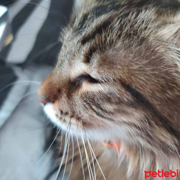 Norwegian Forest, Kedi  Gofret fotoğrafı