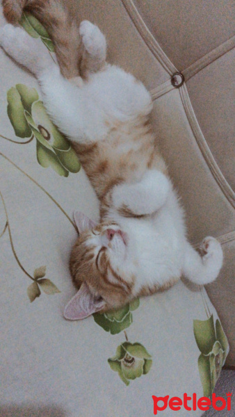 Sarman, Kedi  Eylül fotoğrafı