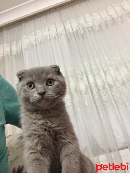Scottish Fold, Kedi  Mia fotoğrafı
