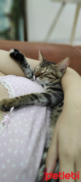 Tekir Kedi, Kedi  Dipsi fotoğrafı