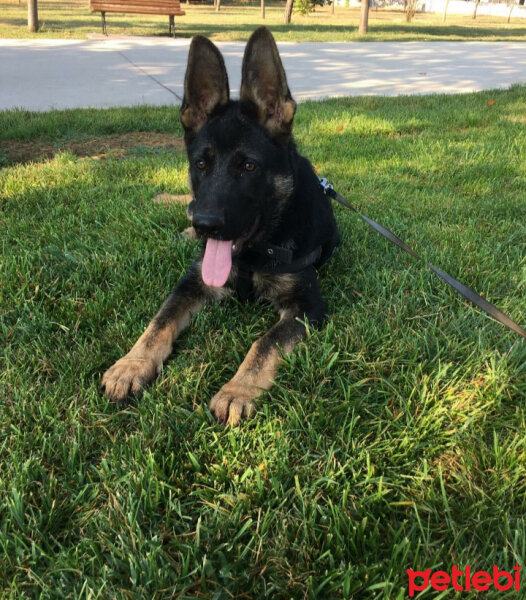 Alman Çoban Köpeği, Köpek  Doris fotoğrafı