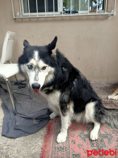 Sibirya Kurdu (Husky), Köpek  Çakır fotoğrafı