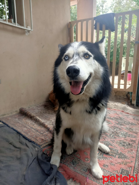 Sibirya Kurdu (Husky), Köpek  Çakır fotoğrafı