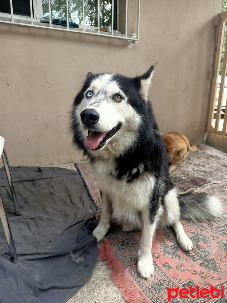 Sibirya Kurdu (Husky), Köpek  Çakır fotoğrafı