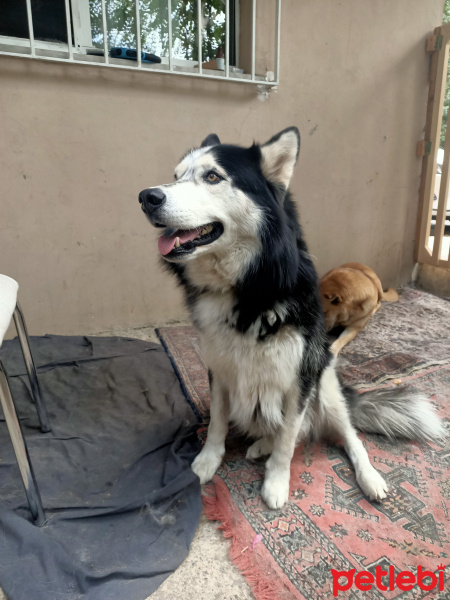 Sibirya Kurdu (Husky), Köpek  Çakır fotoğrafı