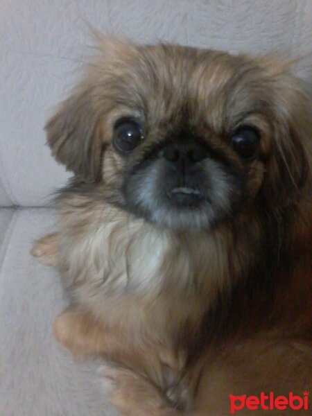 Pekingese, Köpek  Sindy fotoğrafı