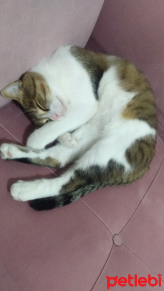 Tekir Kedi, Kedi  Miya fotoğrafı