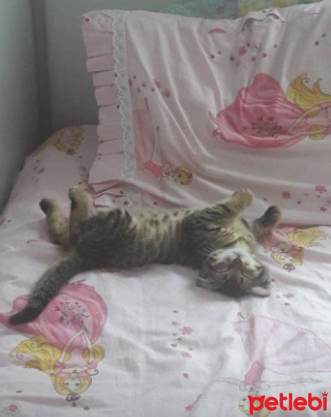 Tekir Kedi, Kedi  Zıpzıp fotoğrafı