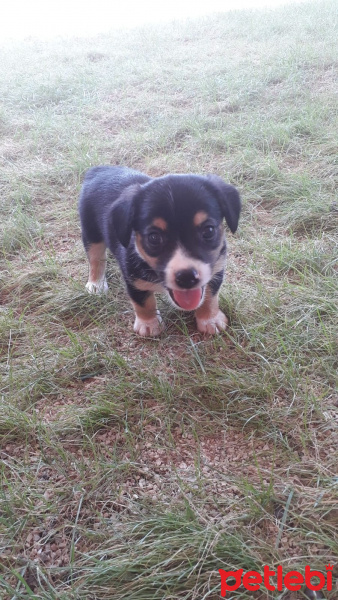Rottweiler, Köpek  LOYAL fotoğrafı
