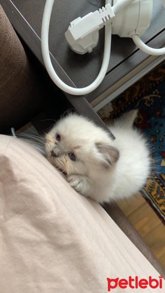 Chinchilla, Kedi  vino fotoğrafı