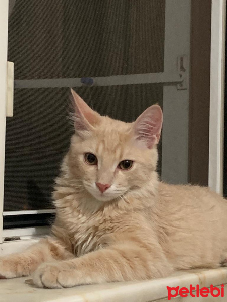 Sibirya Kedisi, Kedi  Cezmi için lütfen güzel bir yuva❤️ fotoğrafı