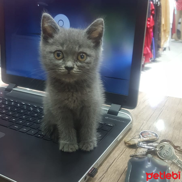 British Shorthair, Kedi  Asil fotoğrafı