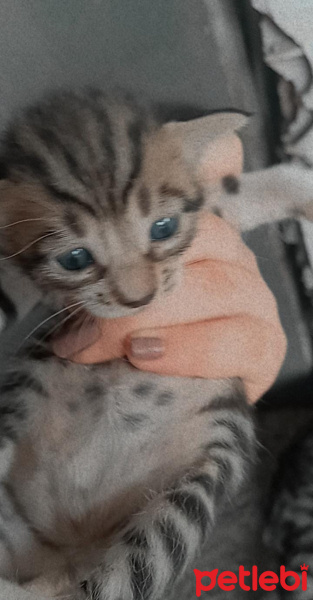 Soke, Kedi  Gümüş fotoğrafı