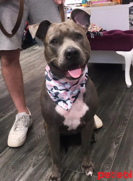 Amerikan Staffordshire Terrier, Köpek  Cips fotoğrafı
