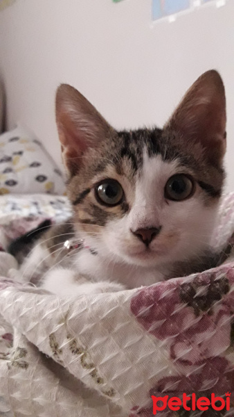 Tekir Kedi, Kedi  mavi fotoğrafı
