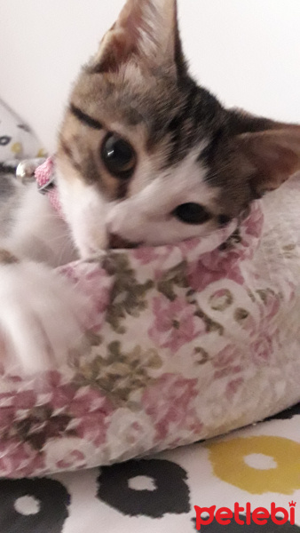 Tekir Kedi, Kedi  mavi fotoğrafı