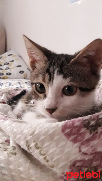 Tekir Kedi, Kedi  mavi fotoğrafı
