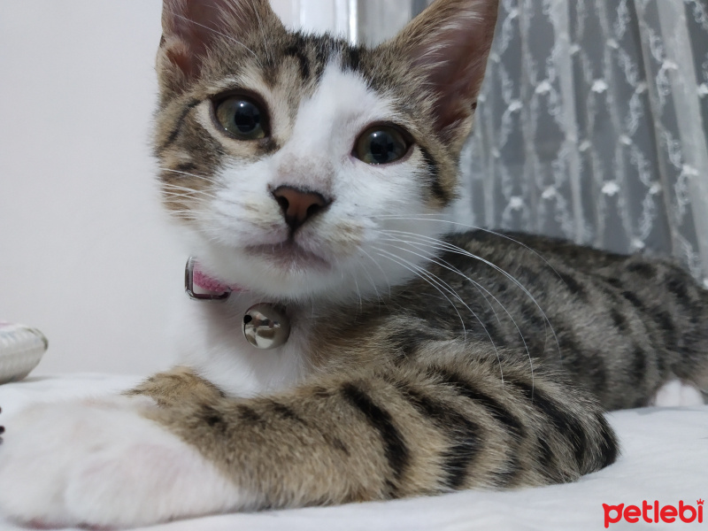 Tekir Kedi, Kedi  mavi fotoğrafı