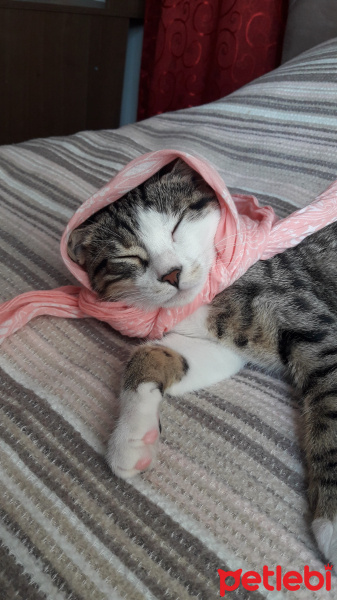 Tekir Kedi, Kedi  mavi fotoğrafı