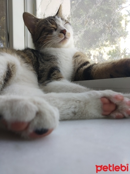 Tekir Kedi, Kedi  mavi fotoğrafı
