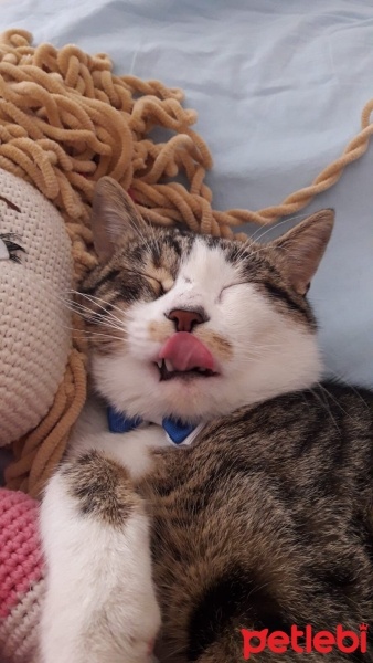 Tekir Kedi, Kedi  mavi fotoğrafı
