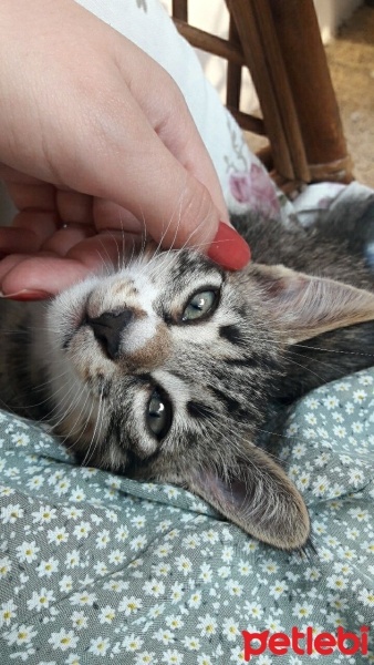 Tekir Kedi, Kedi  mavi fotoğrafı