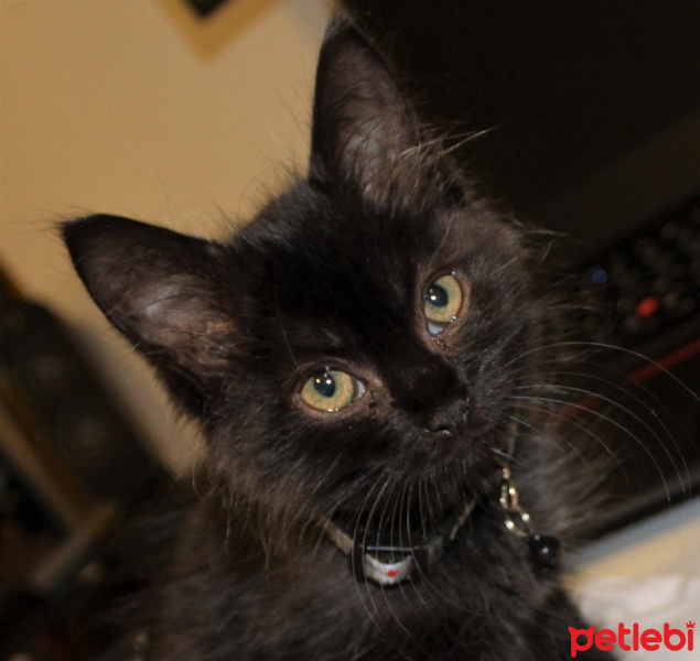 Tekir Kedi, Kedi  Zeytin fotoğrafı