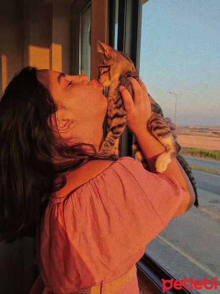 Tekir Kedi, Kedi  Badem fotoğrafı