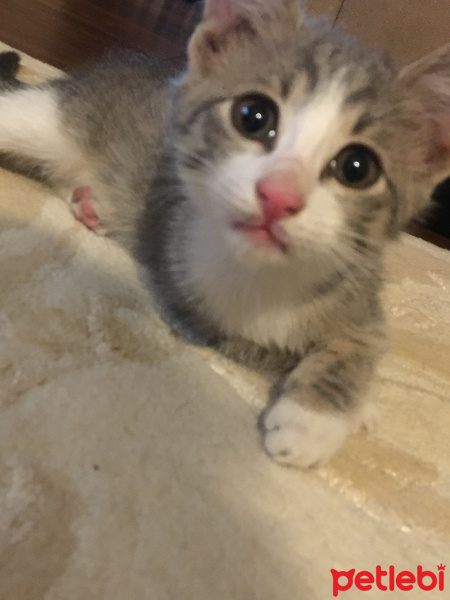 Tekir Kedi, Kedi  Miki Mause fotoğrafı