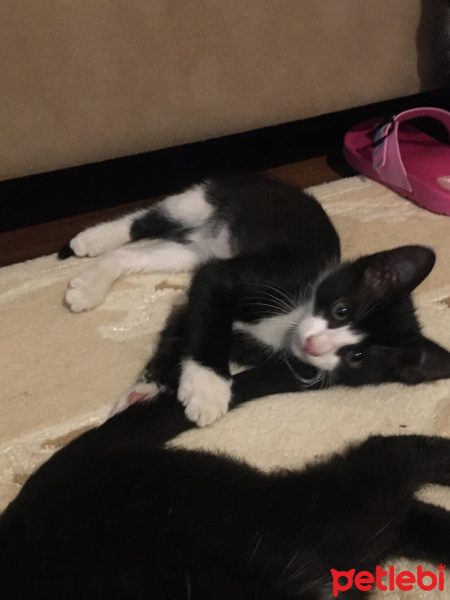 Tekir Kedi, Kedi  Miki Mause fotoğrafı