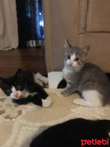 Tekir Kedi, Kedi  Miki Mause fotoğrafı