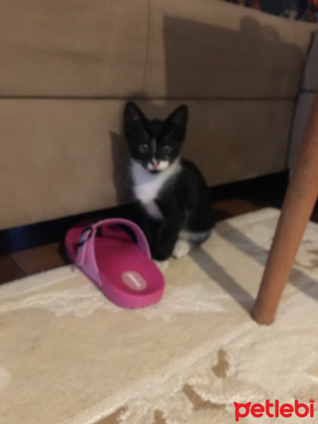 Tekir Kedi, Kedi  Miki Mause fotoğrafı