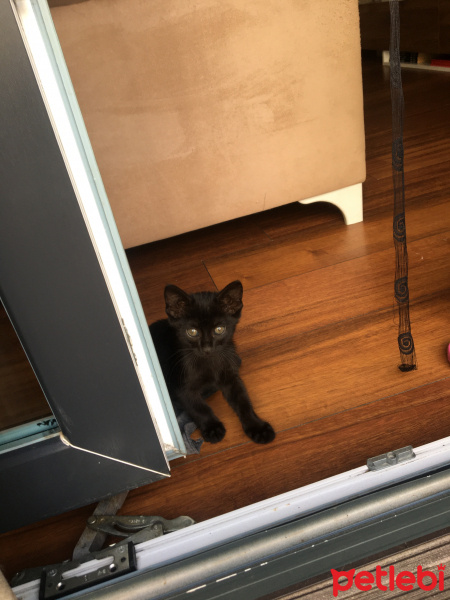 Tekir Kedi, Kedi  Miki Mause fotoğrafı
