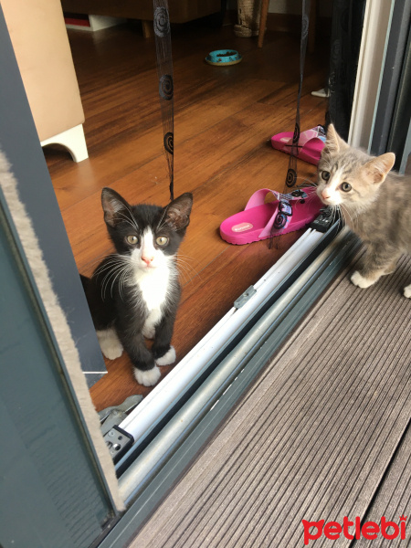 Tekir Kedi, Kedi  Miki Mause fotoğrafı
