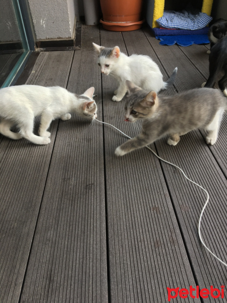 Tekir Kedi, Kedi  Miki Mause fotoğrafı