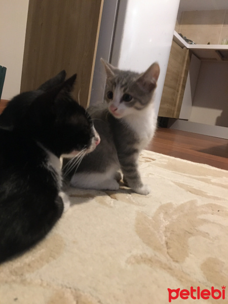 Tekir Kedi, Kedi  Miki Mause fotoğrafı
