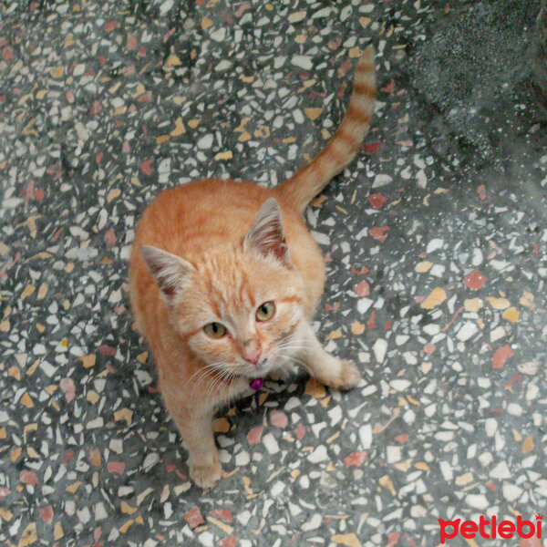 Sarman, Kedi  Beliz fotoğrafı