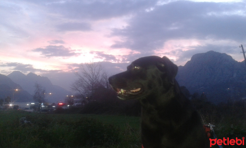 Labrador Retriever, Köpek  Karakız fotoğrafı