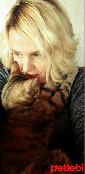 Tekir Kedi, Kedi  MİO fotoğrafı