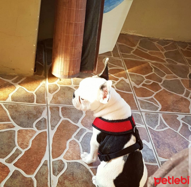 Fransız Bulldog, Köpek  HİRA fotoğrafı