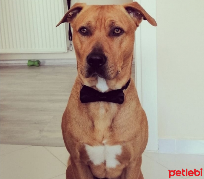 Amerikan Staffordshire Terrier, Köpek  Sezar fotoğrafı