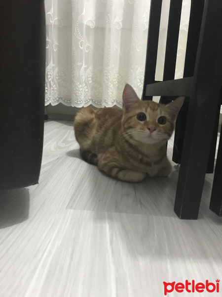 Tekir Kedi, Kedi  Bal fotoğrafı
