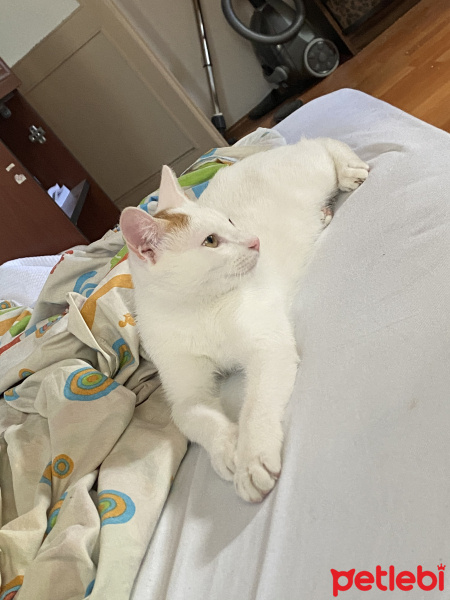 Tekir Kedi, Kedi  Ares fotoğrafı