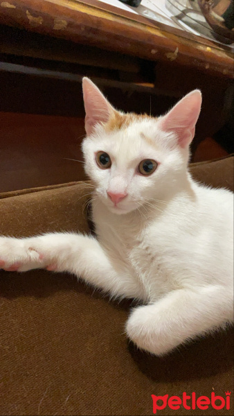 Tekir Kedi, Kedi  Ares fotoğrafı