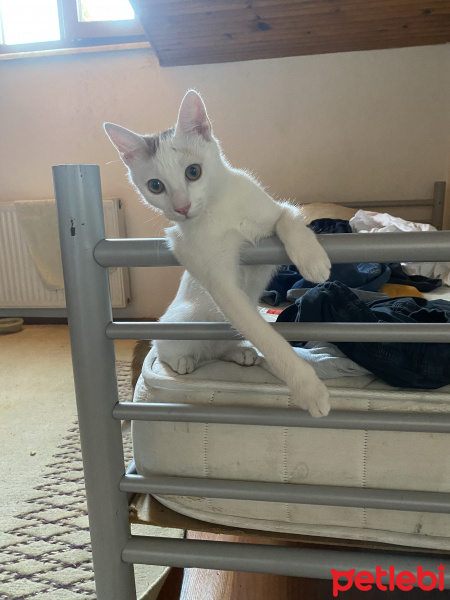 Tekir Kedi, Kedi  Ares fotoğrafı