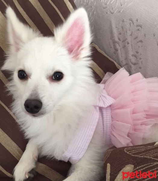 Pomeranyalı, Köpek  Zilli  fotoğrafı
