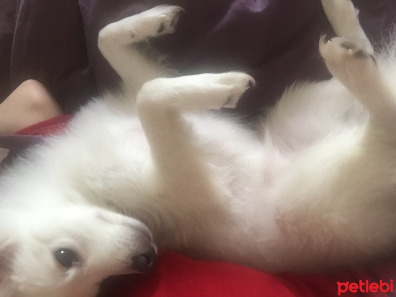Pomeranyalı, Köpek  Zilli  fotoğrafı