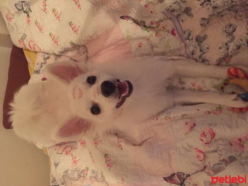 Pomeranyalı, Köpek  Zilli  fotoğrafı