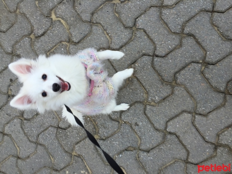 Pomeranyalı, Köpek  Zilli  fotoğrafı
