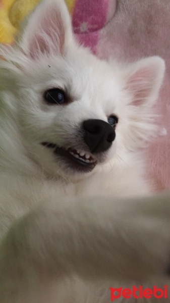 Pomeranyalı, Köpek  Zilli  fotoğrafı